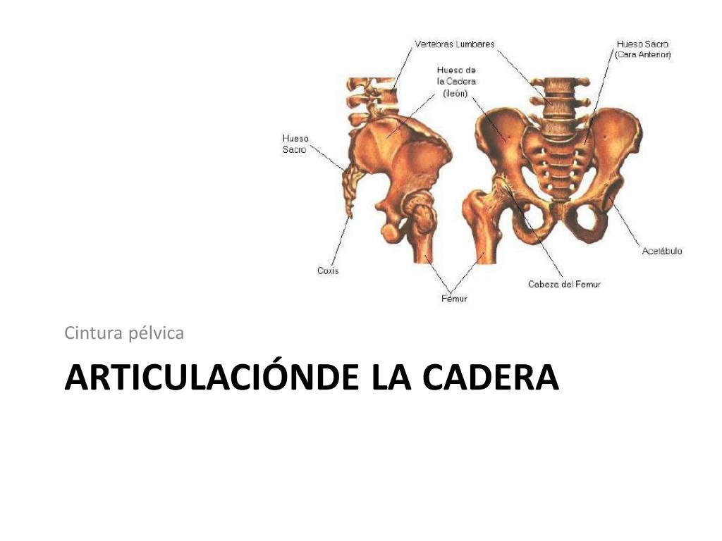 Cintura pélvica - Osteología del MI, Slides de Anatomia
