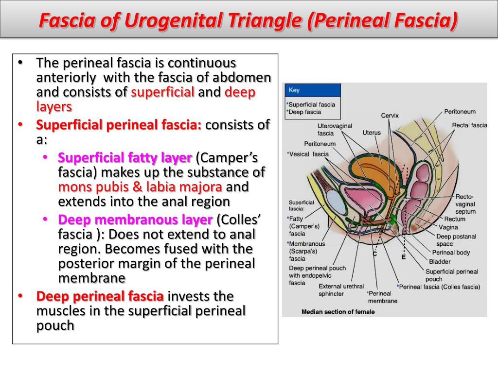investing layer of deep perineal fascia board