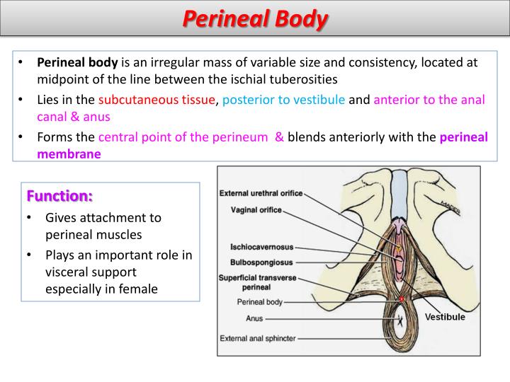 PPT Female Perineum and External Genitalia PowerPoint Presentation