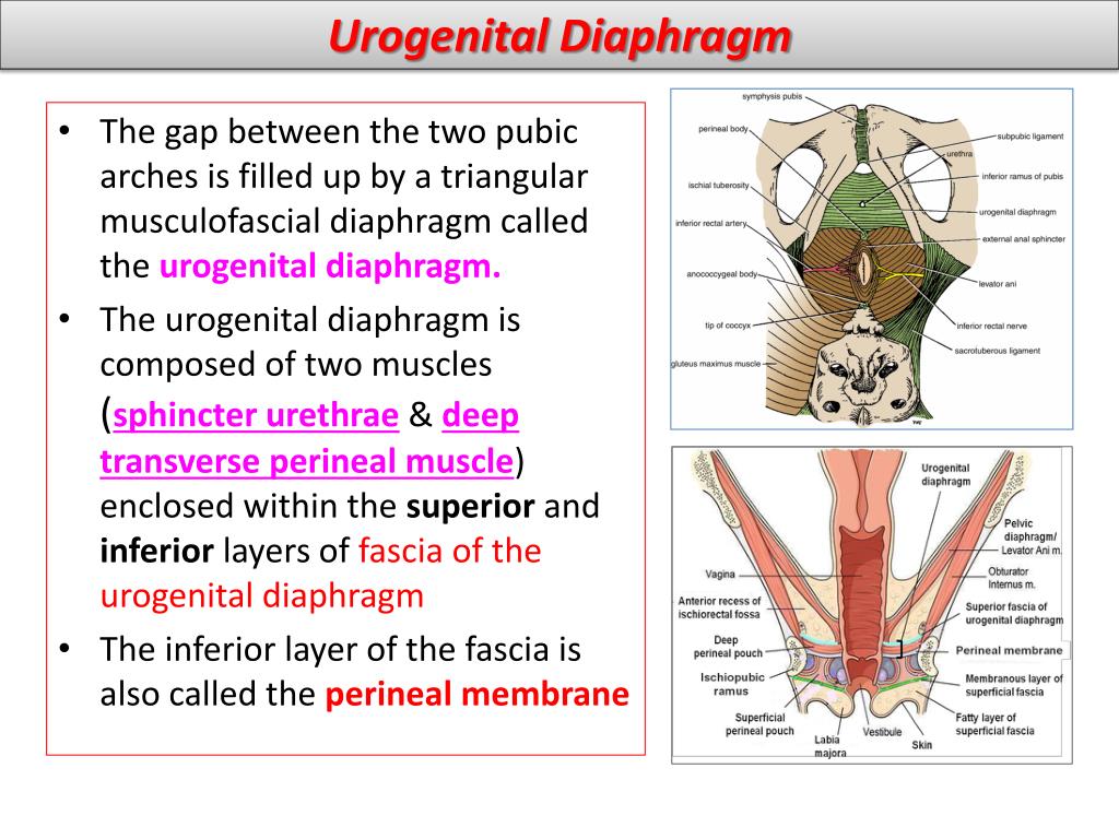 PPT Female Perineum and External Genitalia PowerPoint Presentation