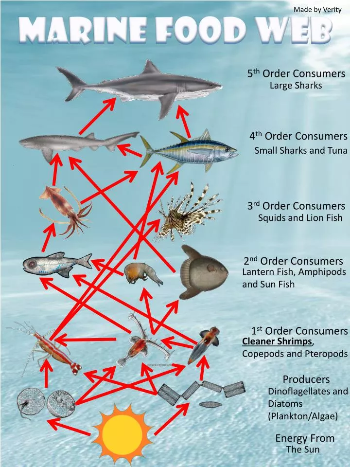 PPT Marine Food Web PowerPoint Presentation Free Download ID 1898484 ppt-marine-food-web-powerpoint-presentation-free-download-id-1898484