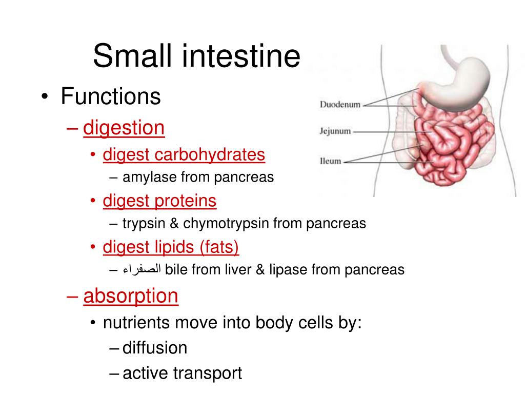 What is the intestines job in the digestive system