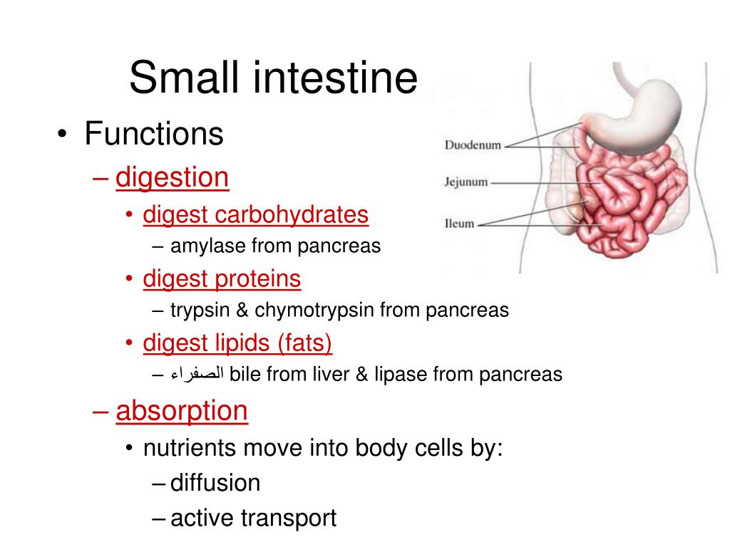 PPT Digestive System PowerPoint Presentation Free Download ID 1898501