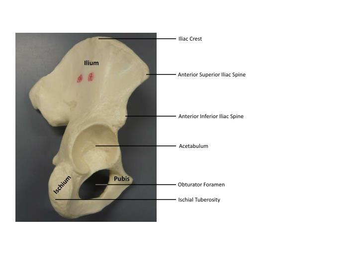 PPT The Pelvic Girdle and Lower Limb PowerPoint Presentation ID1898554