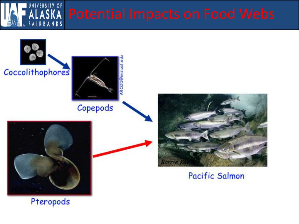 Ocean Acidification PowerPoint Presentation, free download Biology Diagrams