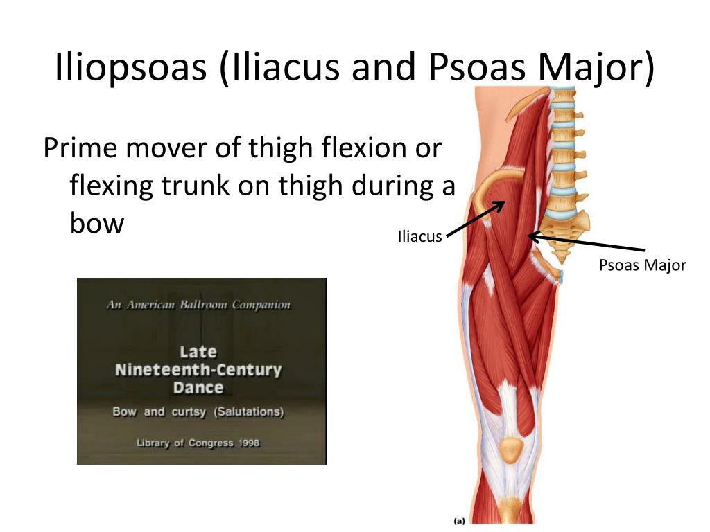 PPT - Muscles of the Human Body! PowerPoint Presentation - ID:1898717