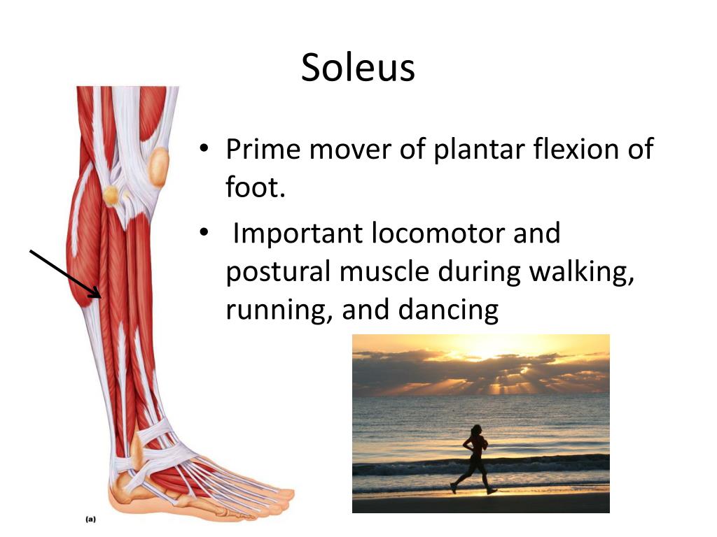 PPT - Muscles of the Human Body! PowerPoint Presentation - ID:1898717