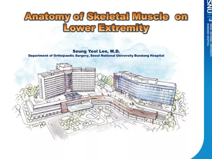 PPT Anatomy Of Skeletal Muscle On Lower Extremity