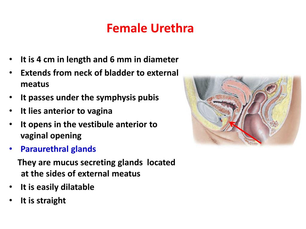 PPT - Anatomy of he Urinary System PowerPoint Presentation, free