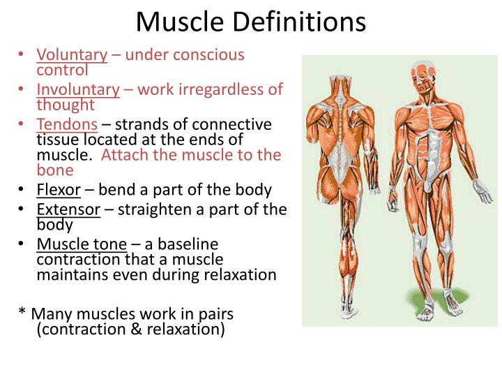 excursion definition muscle