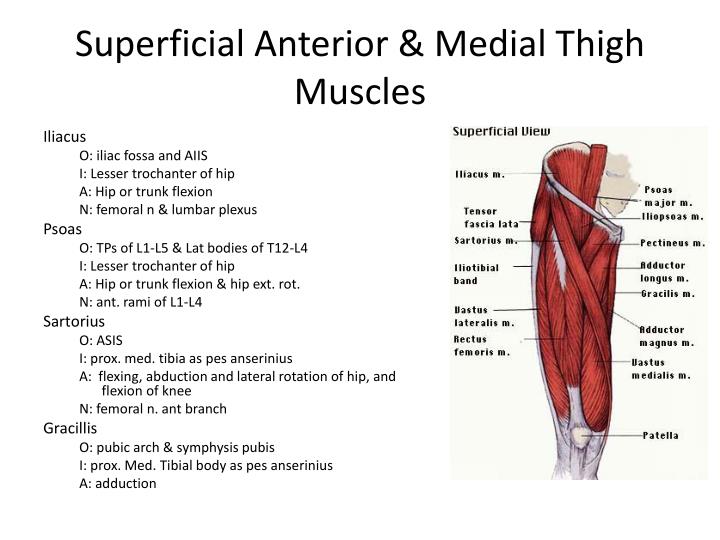 Anterior Medial Thigh Muscles