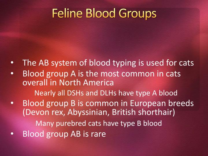 PPT Canine & Feline Blood Transfusions PowerPoint Presentation ID