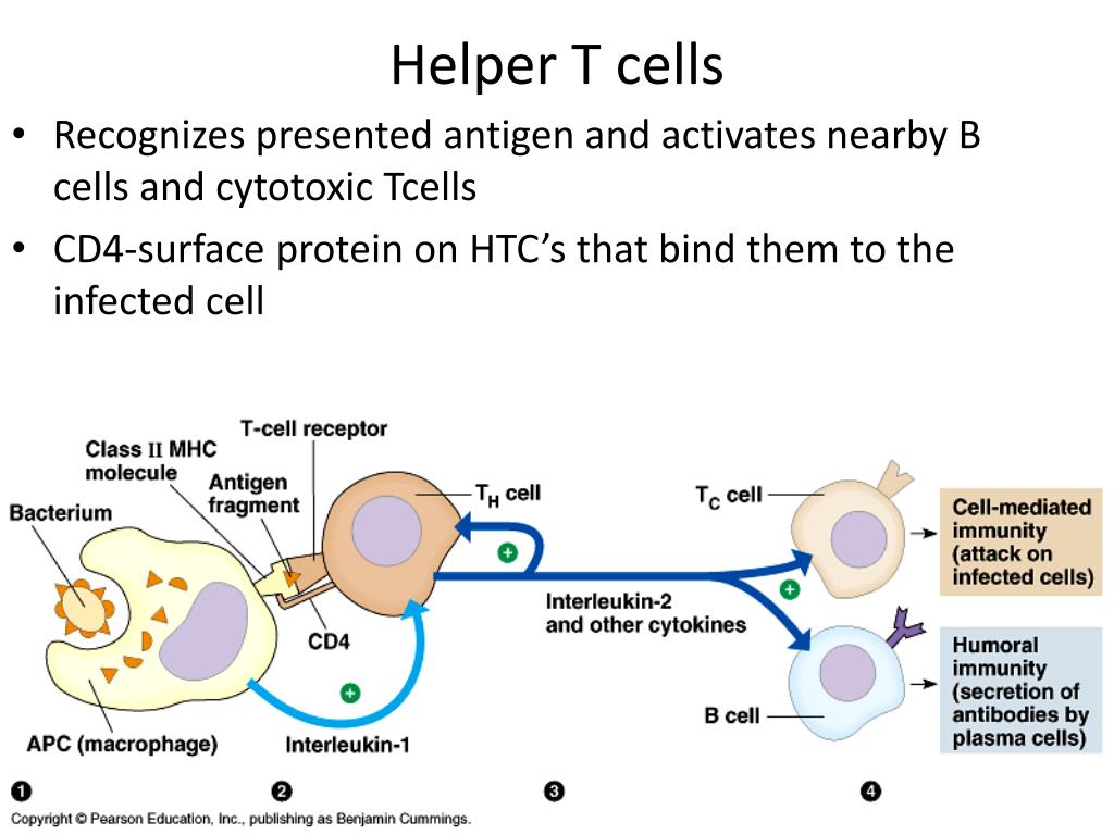 PPT Chapter 33 Immune System PowerPoint Presentation Free Download 