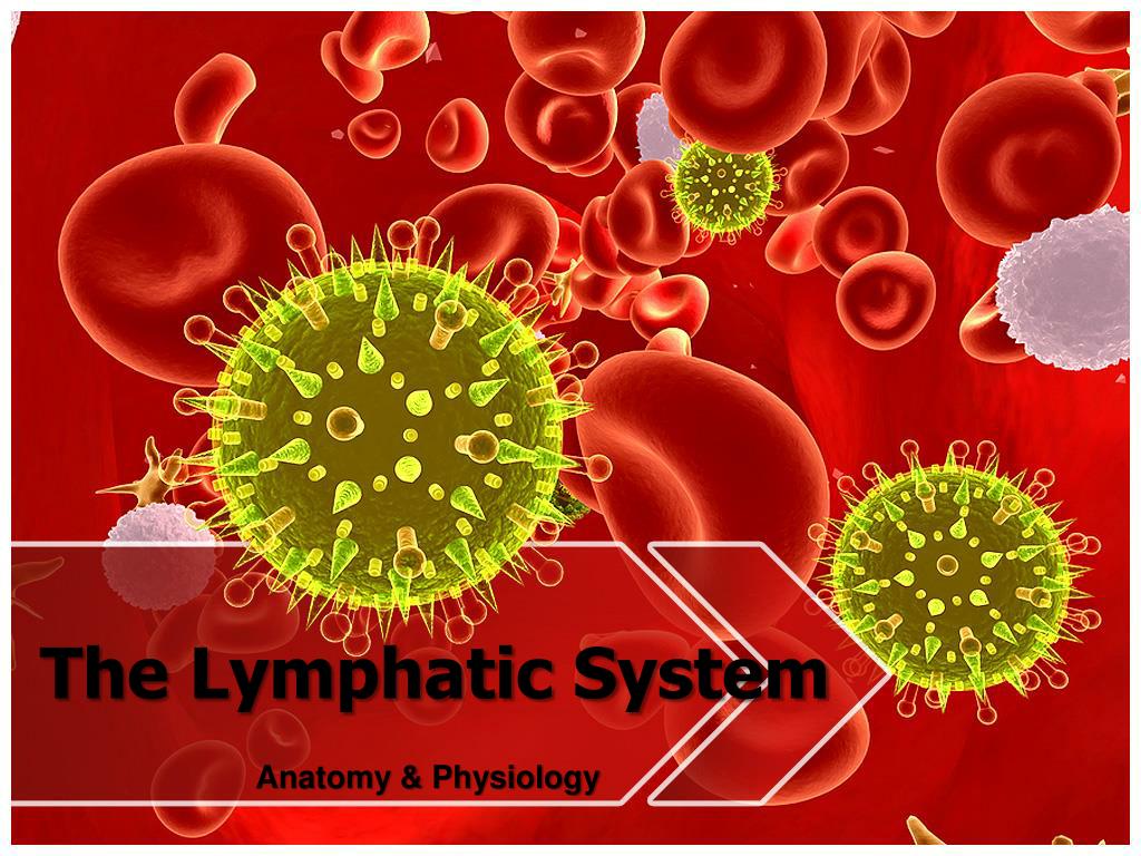 Ppt The Lymphatic System Powerpoint Presentation Free Download Id