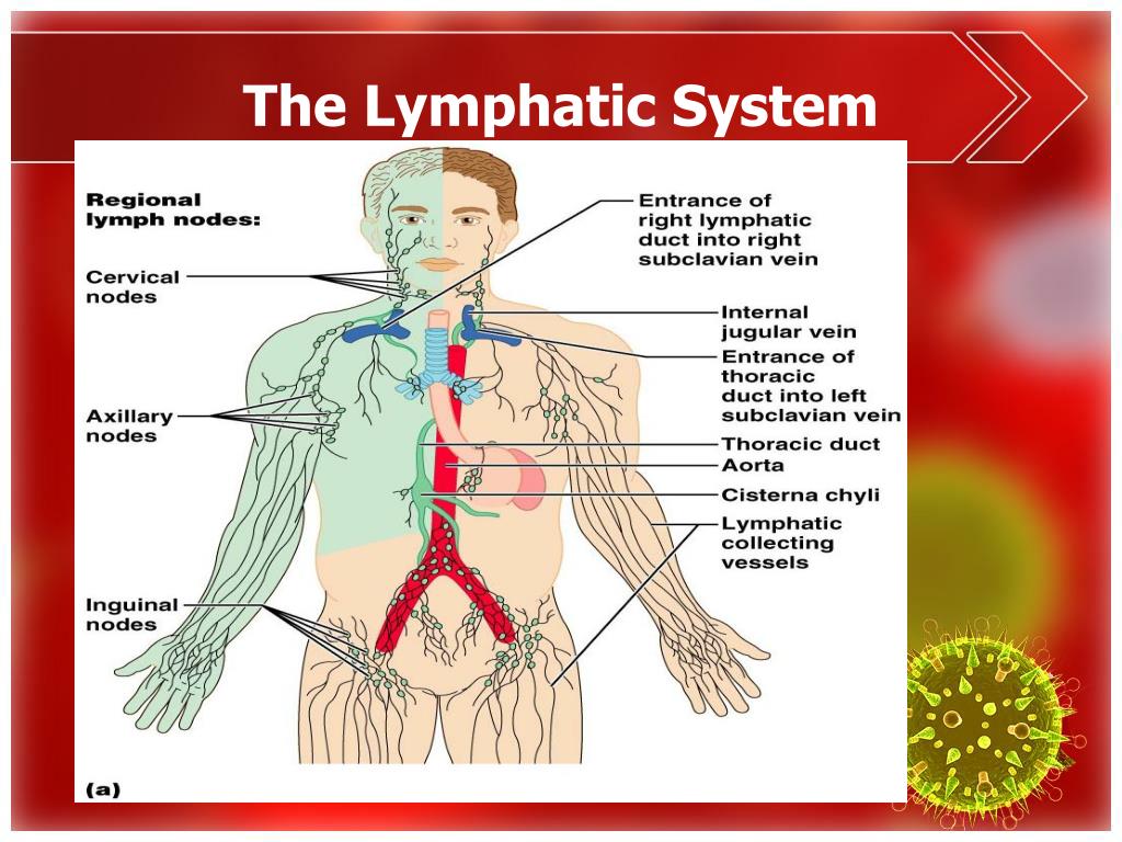 powerpoint presentation lymphatic system