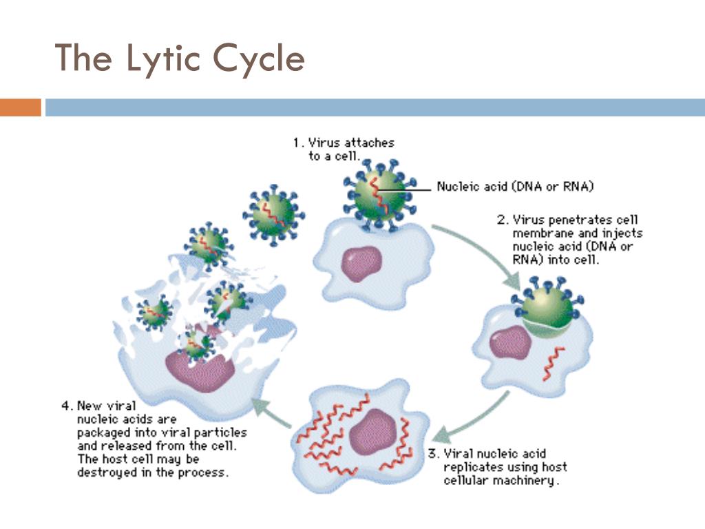 Cell virus. Размножение вирусов схема. Цикл развития вируса. Механизм размножения вирусов. Процессы жизнедеятельности вирусов.