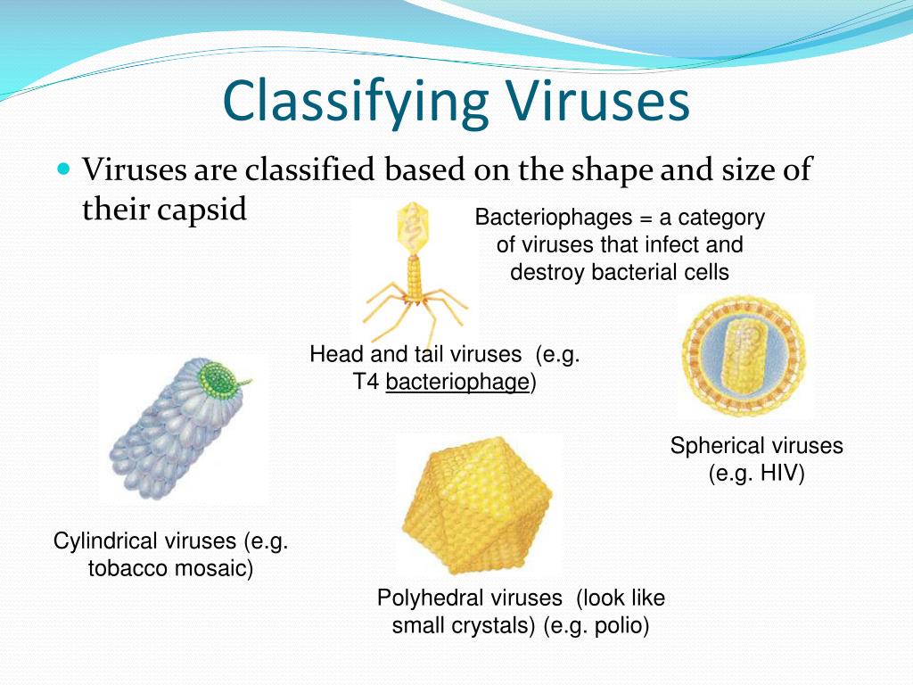 Types of viruses. Classification of viruses. Shape of viruses. Kinds of viruses.