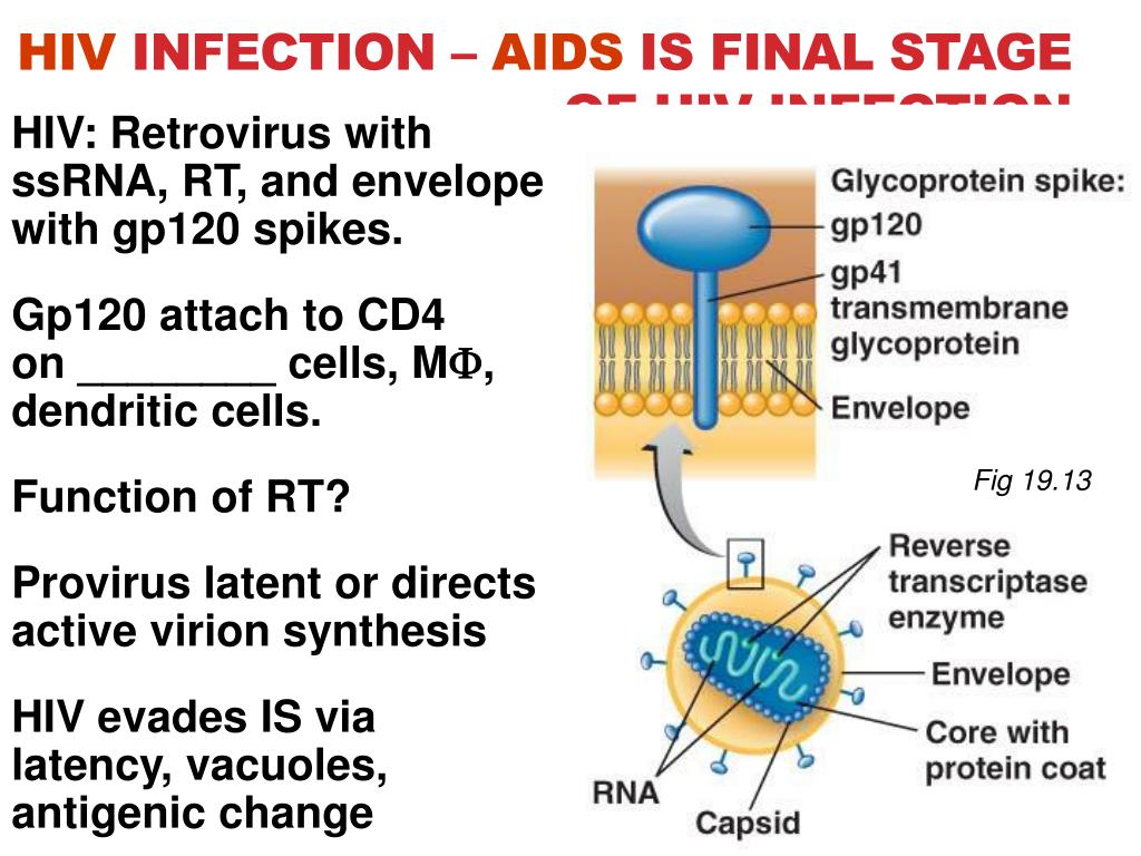Ppt Ch19 Disorders Associated With The Immune System Aids Powerpoint