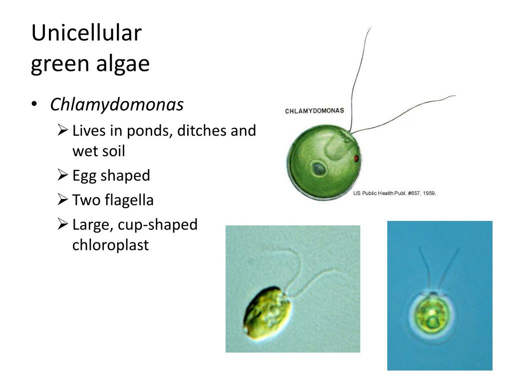 PPT - What is a Protist ? PowerPoint Presentation, free download - ID ...