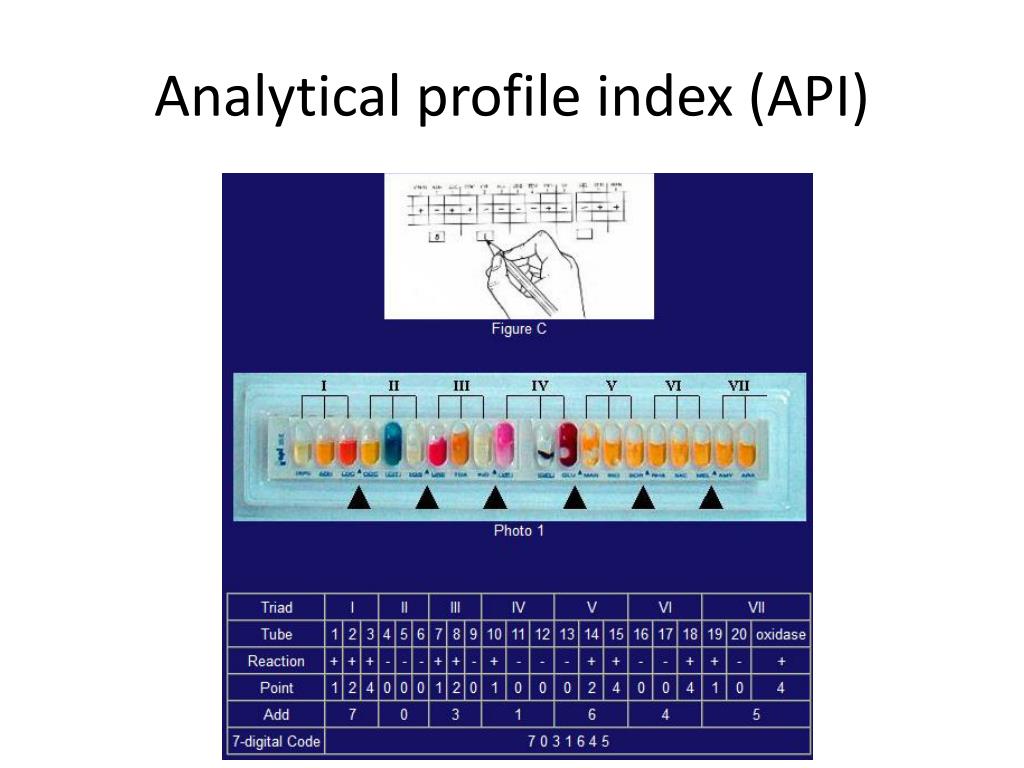 PPT Biochemical Characterization of Bacteria PowerPoint Presentation