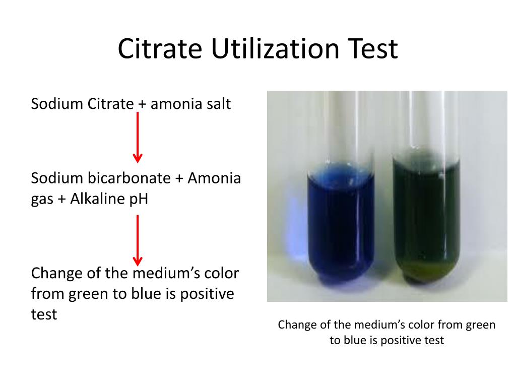 PPT Biochemical Characterization of Bacteria PowerPoint Presentation PPT Biochemical Characterization of Bacteria PowerPoint Presentation
