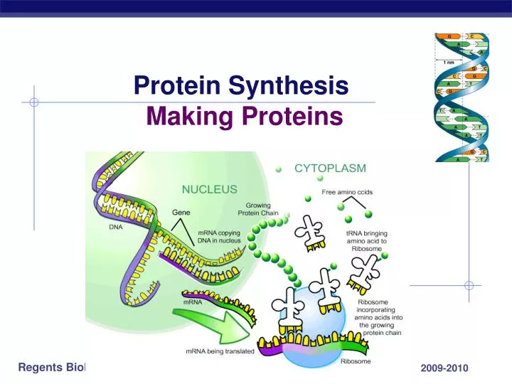 dna and proteins essay dna and proteins essay
