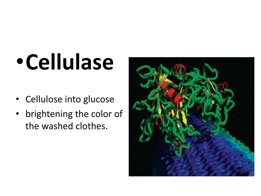PPT Enzymes in Biological Washing Powder PowerPoint Presentation