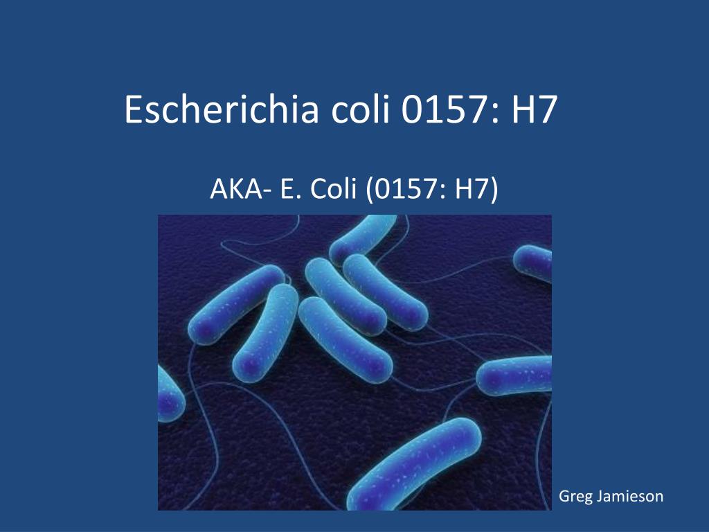 Coli sotwe. Эшерихий. Escherichia coli таксономия. Escherichia coli презентация. Escherichia coli, штамм 0157 h:7.