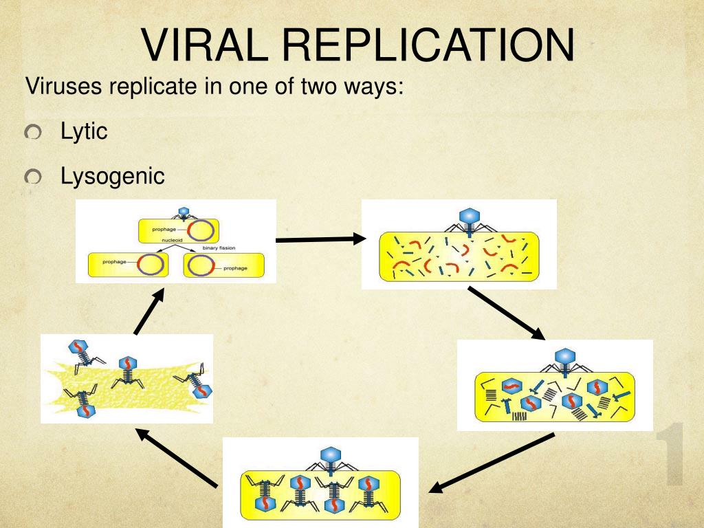 presentation on viral replication