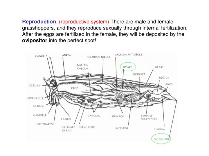 PPT - Grasshopper Dissection PowerPoint Presentation - ID:1901450