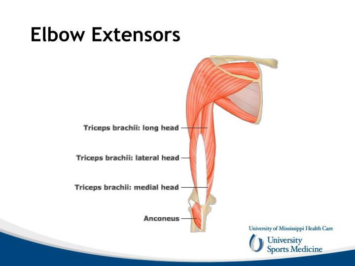 Elbow Anatomy and Biomechanics PowerPoint Presentation Biology Diagrams