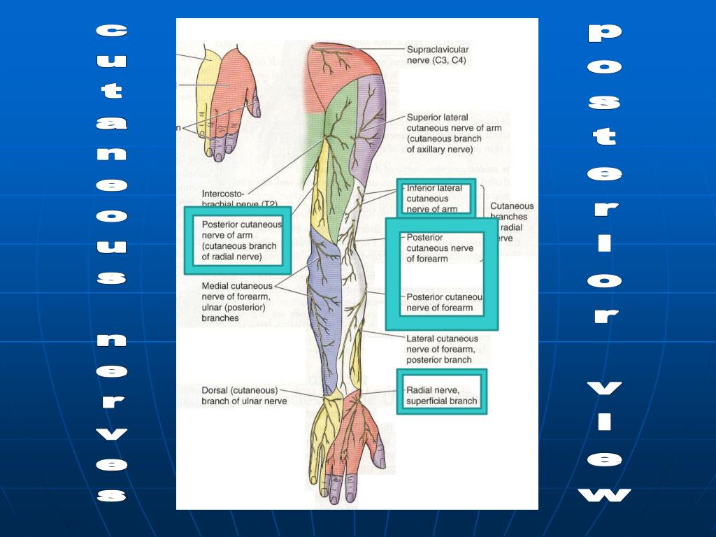 PPT - Brachial Plexus & Radial Nerve PowerPoint Presentation, free