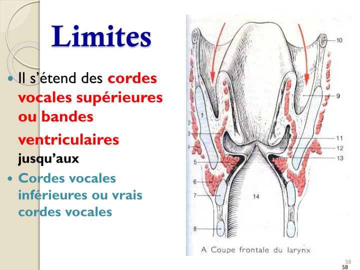 PPT - LE LARYNX PowerPoint Presentation - ID:1901678