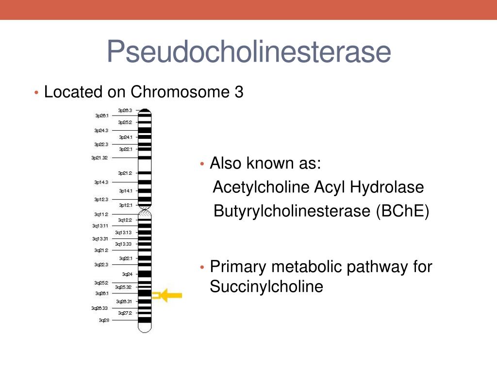 PPT P seudocholinesterase Deficiency PowerPoint Presentation, free PPT P seudocholinesterase Deficiency PowerPoint Presentation, free