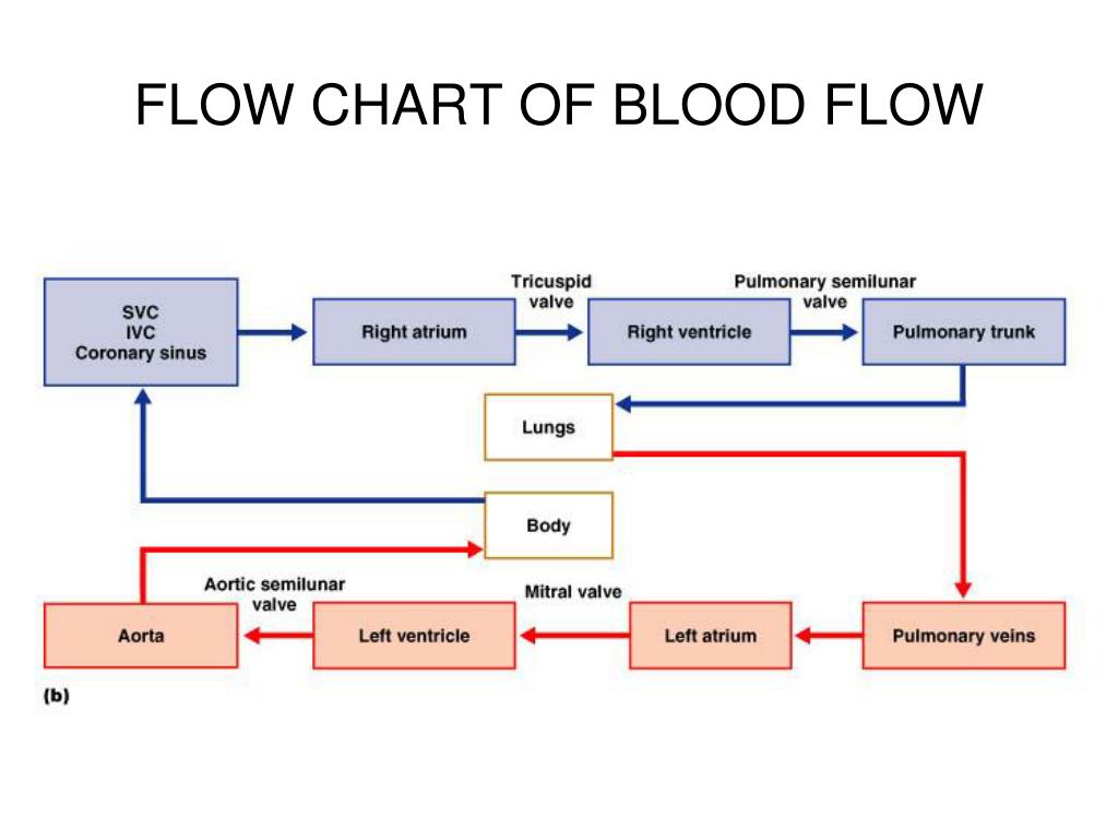 Pulmonary Blood Flow Chart
