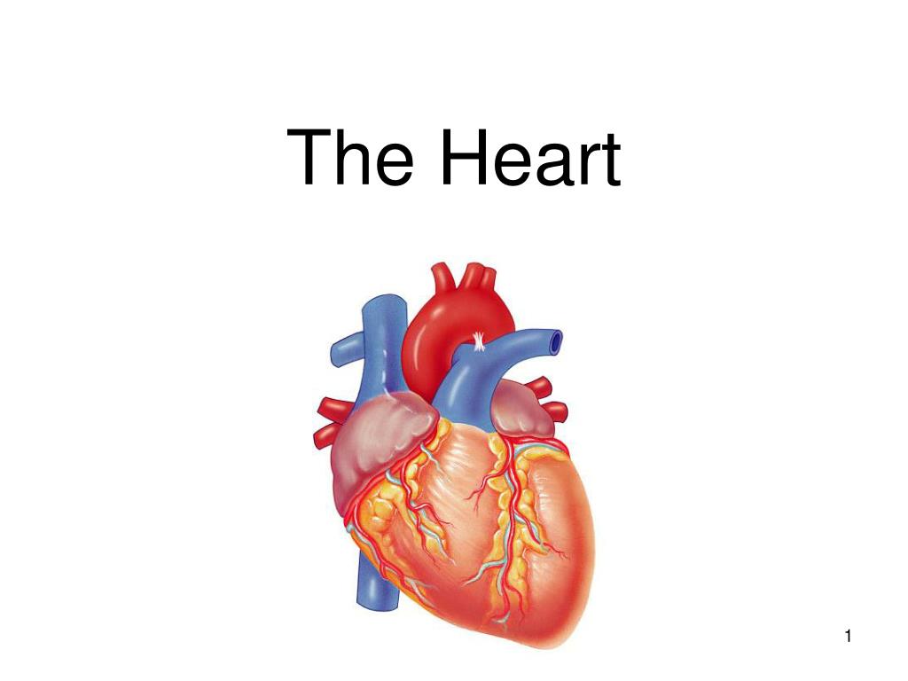 the heart presentation