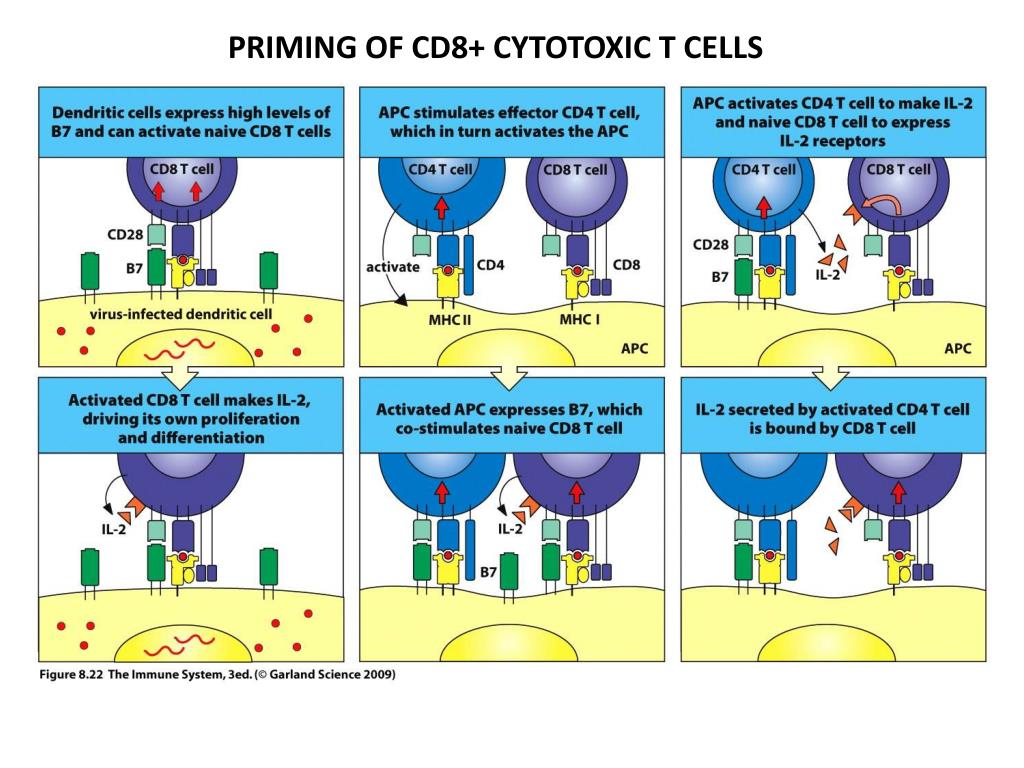 Прайминг это. Cd8 функции иммунология. Сд8 -цитотоксические лимфоциты. Cd8 лимфоциты. Cd8 клетки.