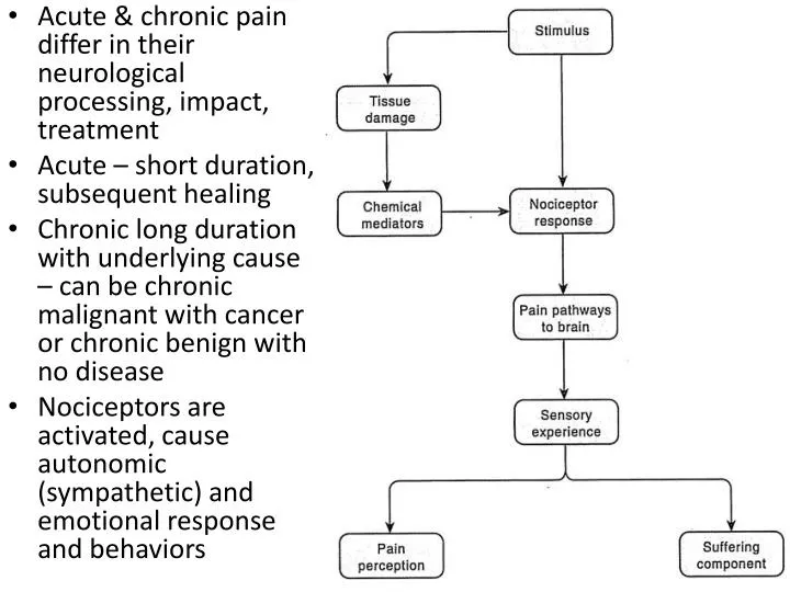 PPT - Acute & chronic pain differ in their neurological processing ...