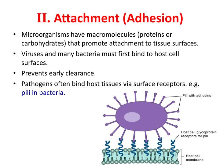 PPT Pathogenesis of Infectious Diseases PowerPoint Presentation ID
