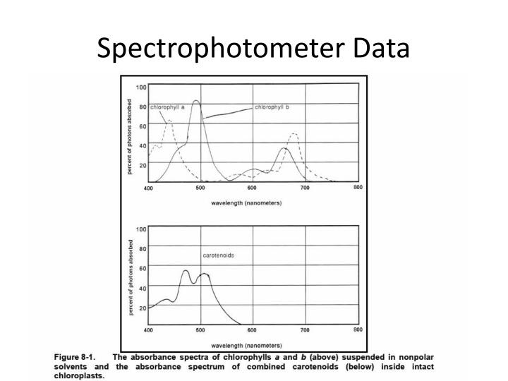 PPT Privet Leaf Cross Section PowerPoint Presentation ID1903433