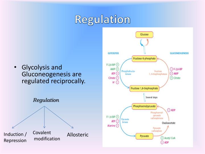 PPT Gluconeogenesis PowerPoint Presentation ID1904138