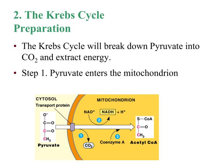 Ppt Chapter 9 Cellular Respiration Powerpoint Presentation Id 1904153