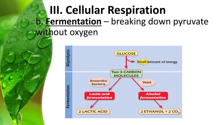 cellular respiration through alcoholic fermentation cellular respiration through alcoholic fermentation