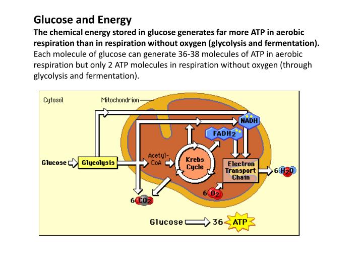 PPT - SliDe11 N