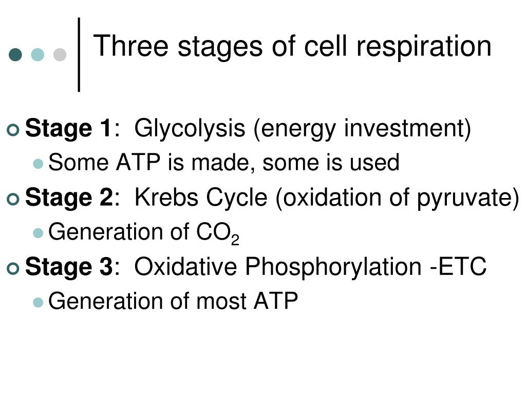 Ppt Cellular Respiration Glycolysis Recap And Fermentation Processes