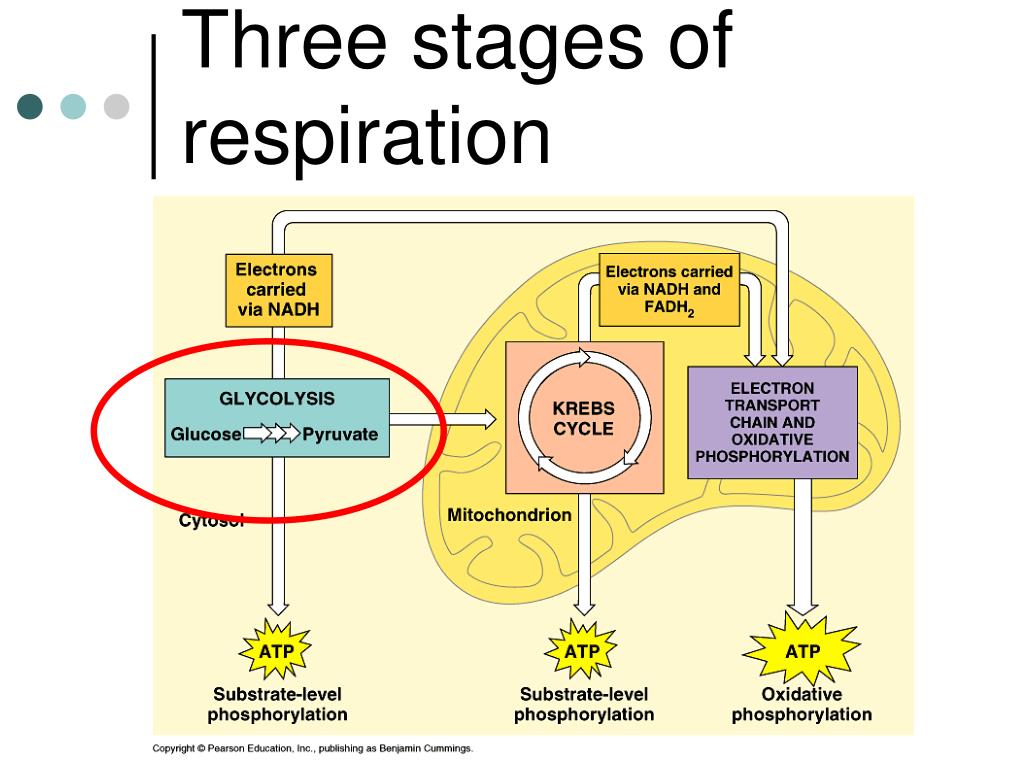 Process Of Aerobic Respiration
