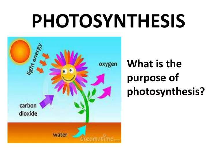 photosynthesis ppt presentation 1 : 1 photosynthesis light-dependent reactions (light reactions) use light energy to split water and use electrons to reduce nadp+ and make atp- produce atp, nadph & o2 light-independent reactions (dark reactions) (calvin cycle) use atp & nadph to convert co2 to sugars the light reactions take place within the membranes of the. photosynthesis ppt presentation 1 : 1 photosynthesis light-dependent reactions (light reactions) use light energy to split water and use electrons to reduce nadp+ and make atp- produce atp, nadph & o2 light-independent reactions (dark reactions) (calvin cycle) use atp & nadph to convert co2 to sugars the light reactions take place within the membranes of the.