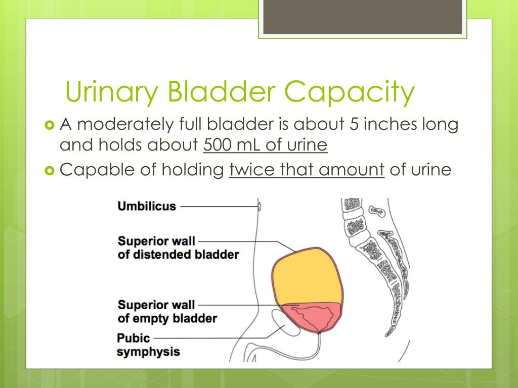 PPT Urinary System PowerPoint Presentation, free download ID1904692