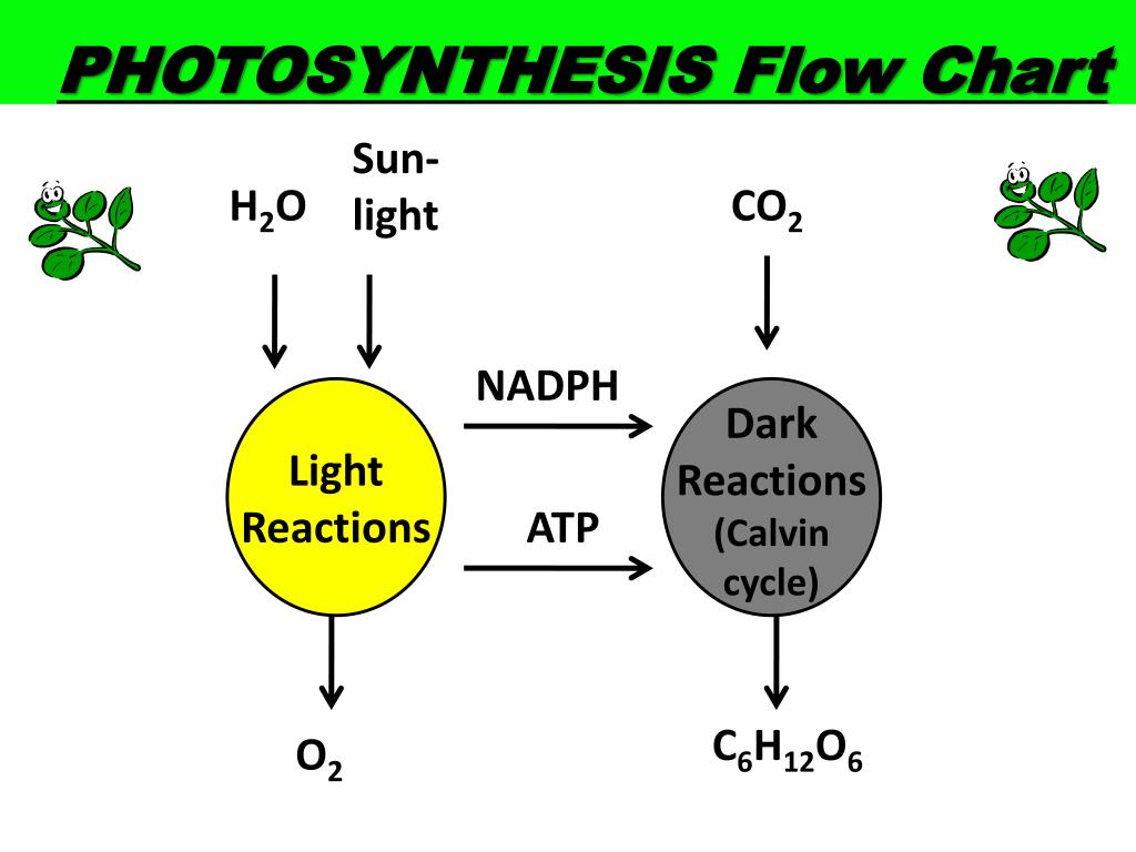 Photosynthesis Flow Chart Biology