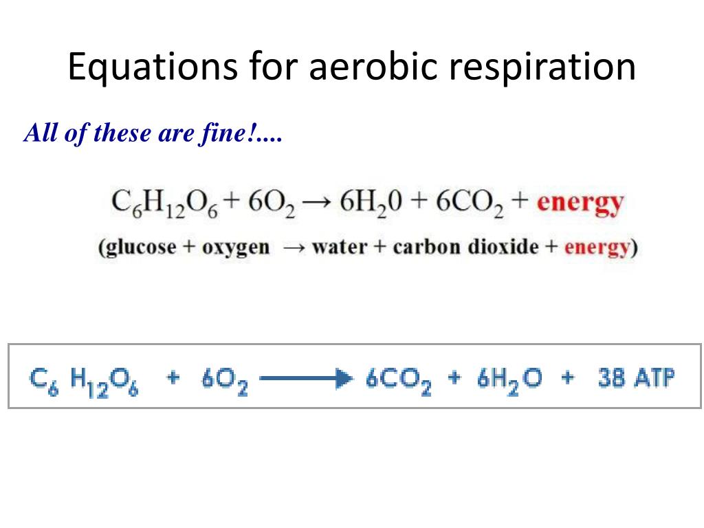 PPT Cellular Respiration PowerPoint Presentation Free Download ID 